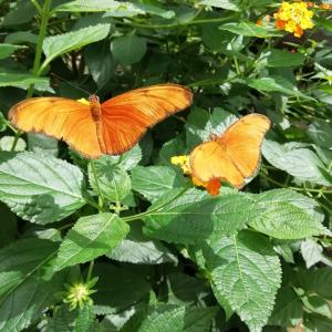 Pat 07 Oranje Passiebloemvlinder